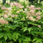 Лабазник камчатский — общий вид (Filipendula camtschatica)