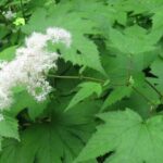 Лабазник камчатский — общий вид (Filipendula camtschatica)