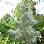 Лабазник камчатский — общий вид (Filipendula camtschatica)