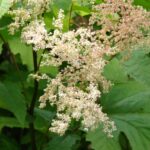 Лабазник камчатский — общий вид (Filipendula camtschatica)