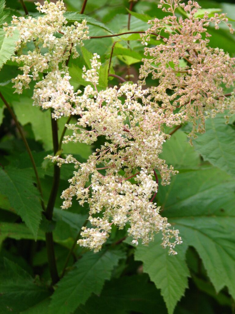 Лабазник камчатский — общий вид (Filipendula camtschatica)