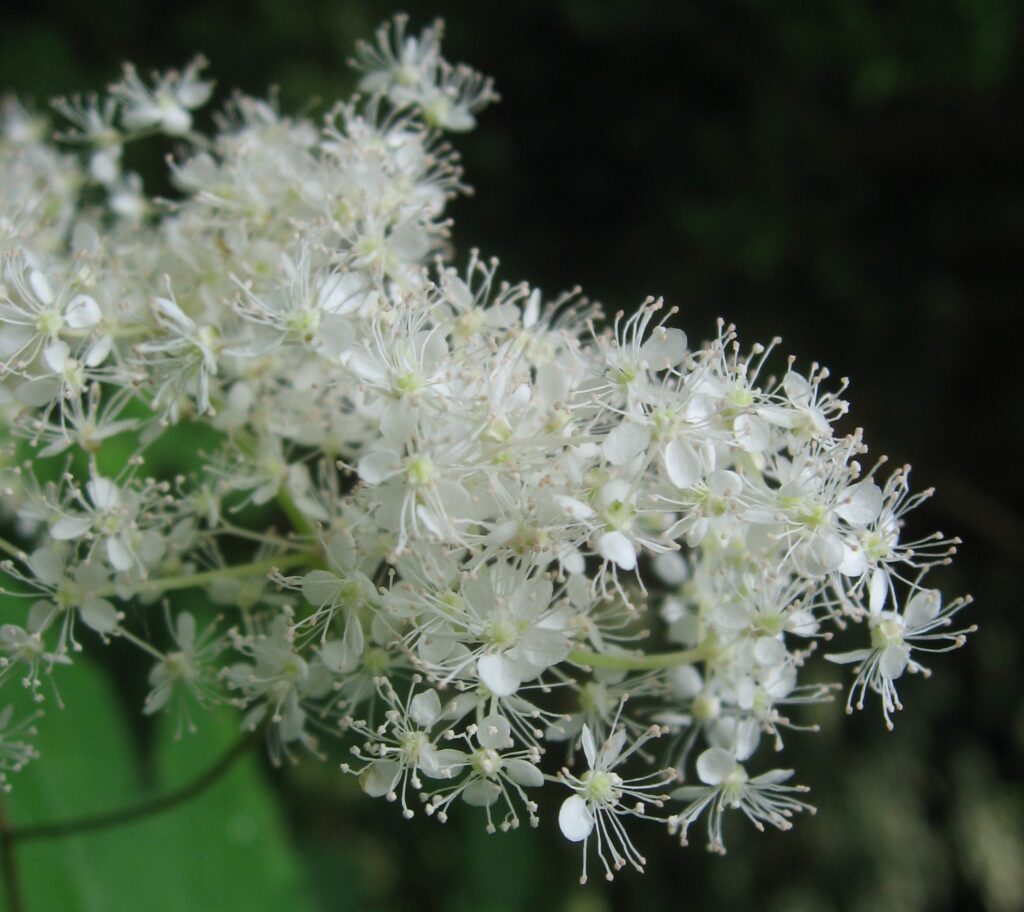 Лабазник камчатский — общий вид (Filipendula camtschatica)