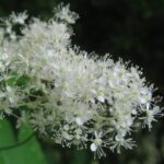 Лабазник камчатский — общий вид (Filipendula camtschatica)