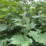 Лабазник камчатский (Filipendula camtschatica)