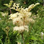 Лабазник обнажённый — цветки (Filipendula denudata)