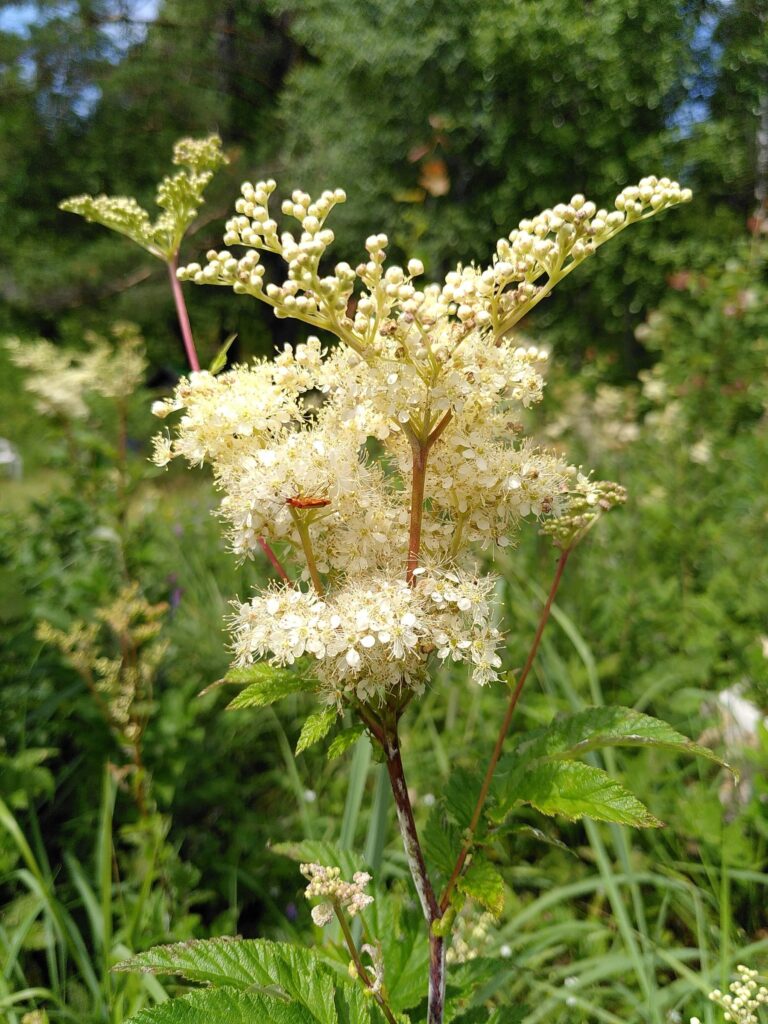 Лабазник обнажённый — цветки (Filipendula denudata)