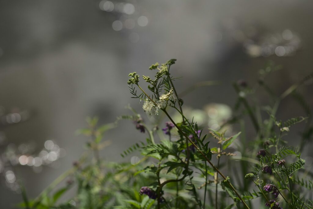 Лабазник обнажённый — общий вид (Filipendula denudata)