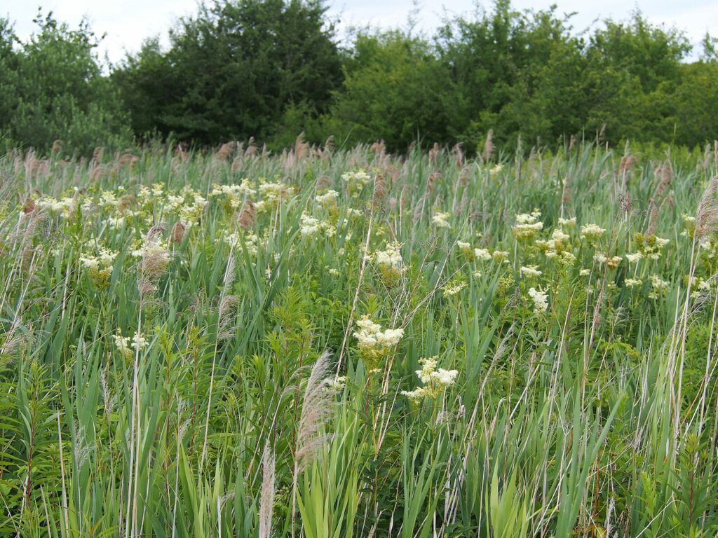 Лабазник обнажённый — общий вид (Filipendula denudata)
