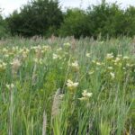 Лабазник обнажённый — общий вид (Filipendula denudata)