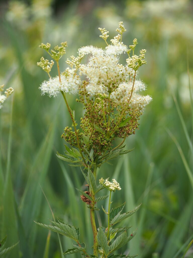 Лабазник обнажённый — общий вид (Filipendula denudata)
