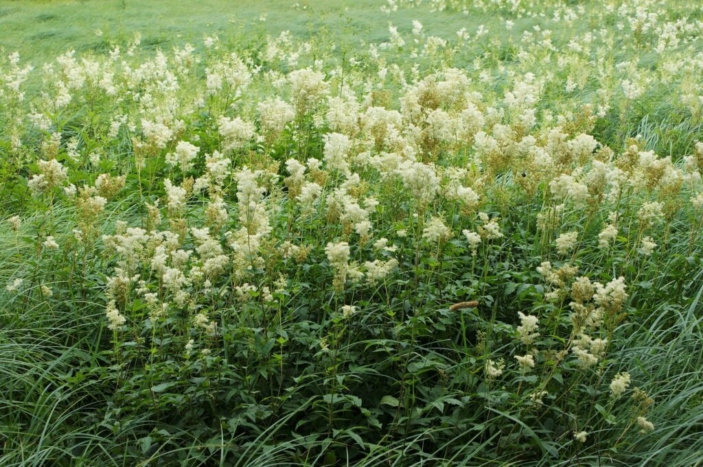 Лабазник обнажённый — общий вид (Filipendula denudata)