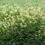 Лабазник обнажённый — общий вид (Filipendula denudata)
