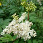 Лабазник обнажённый — лист (Filipendula denudata)