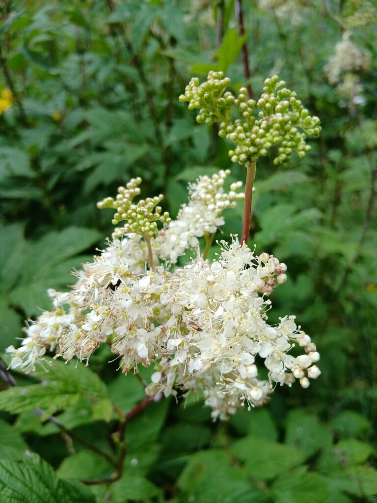 Лабазник обнажённый — лист (Filipendula denudata)