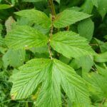 Лабазник обнажённый — лист (Filipendula denudata)