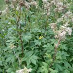 Лабазник обнажённый — лист (Filipendula denudata)