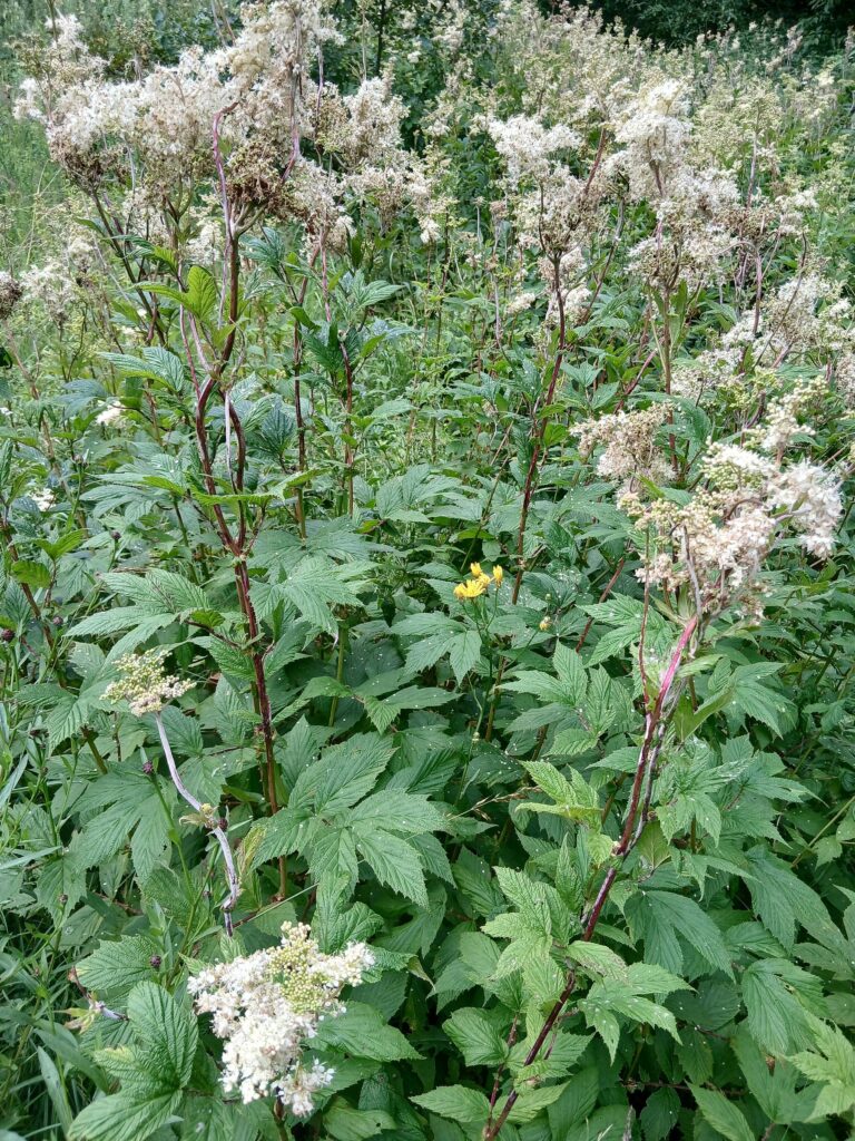 Лабазник обнажённый — лист (Filipendula denudata)