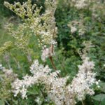 Лабазник обнажённый — лист (Filipendula denudata)