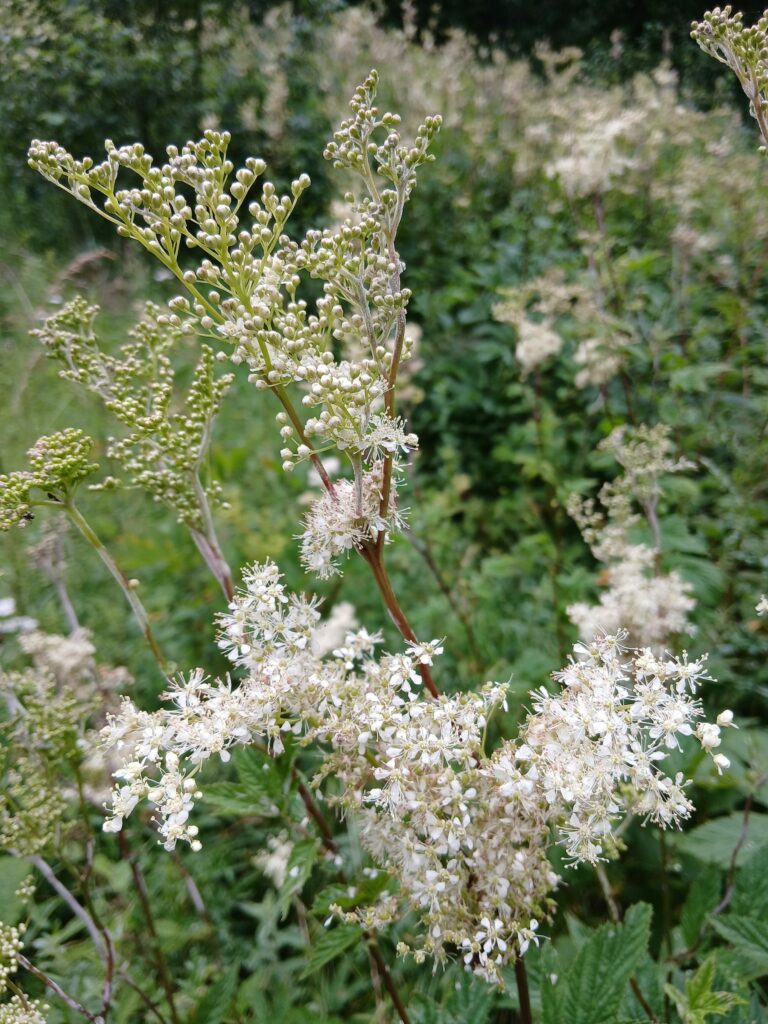 Лабазник обнажённый — лист (Filipendula denudata)