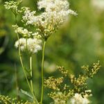 Лабазник обнажённый — общий вид (Filipendula denudata)