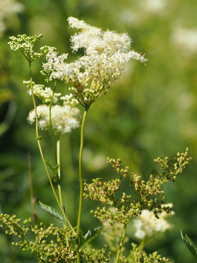 Лабазник обнажённый — общий вид (Filipendula denudata)