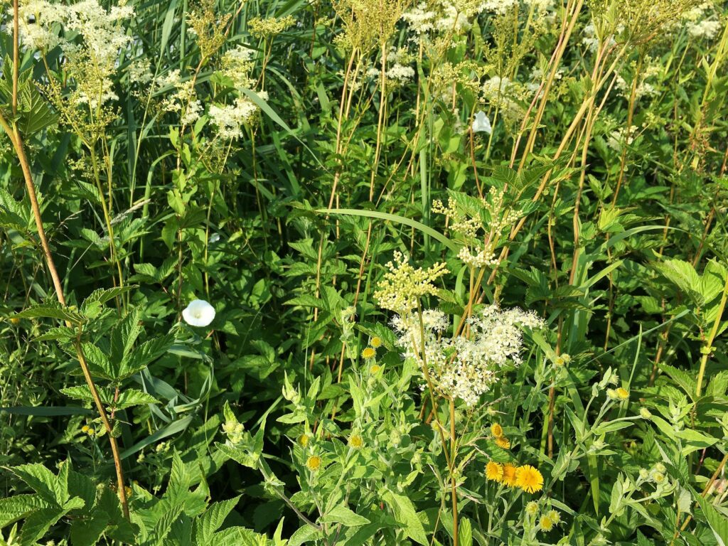 Лабазник обнажённый — общий вид (Filipendula denudata)