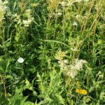 Лабазник обнажённый — общий вид (Filipendula denudata)