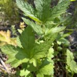 Лабазник обнажённый (Filipendula denudata)