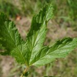 Лабазник обнажённый (Filipendula denudata)