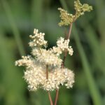 Лабазник вязолистный — общий вид (Filipendula ulmaria)