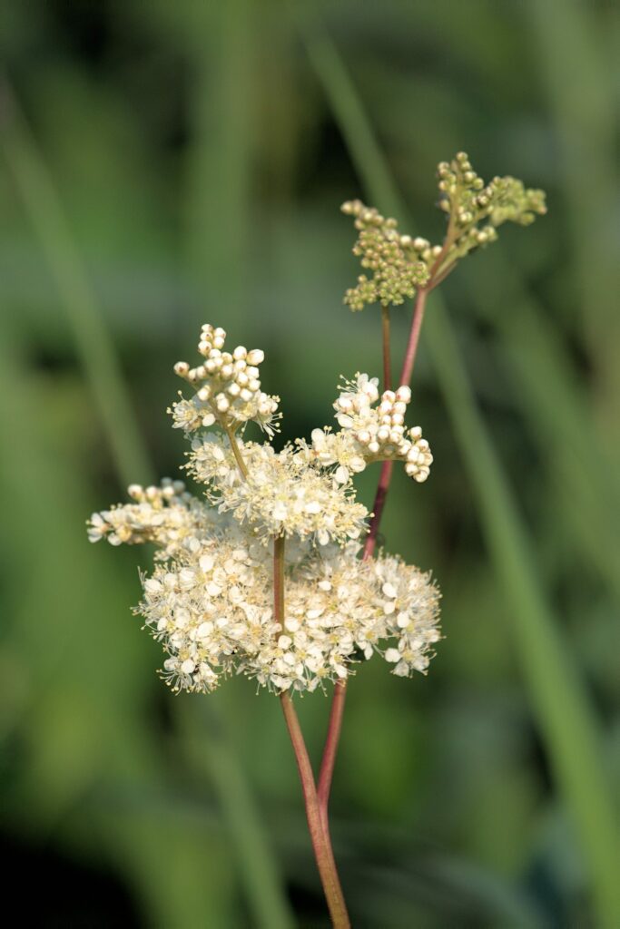 Лабазник вязолистный — общий вид (Filipendula ulmaria)