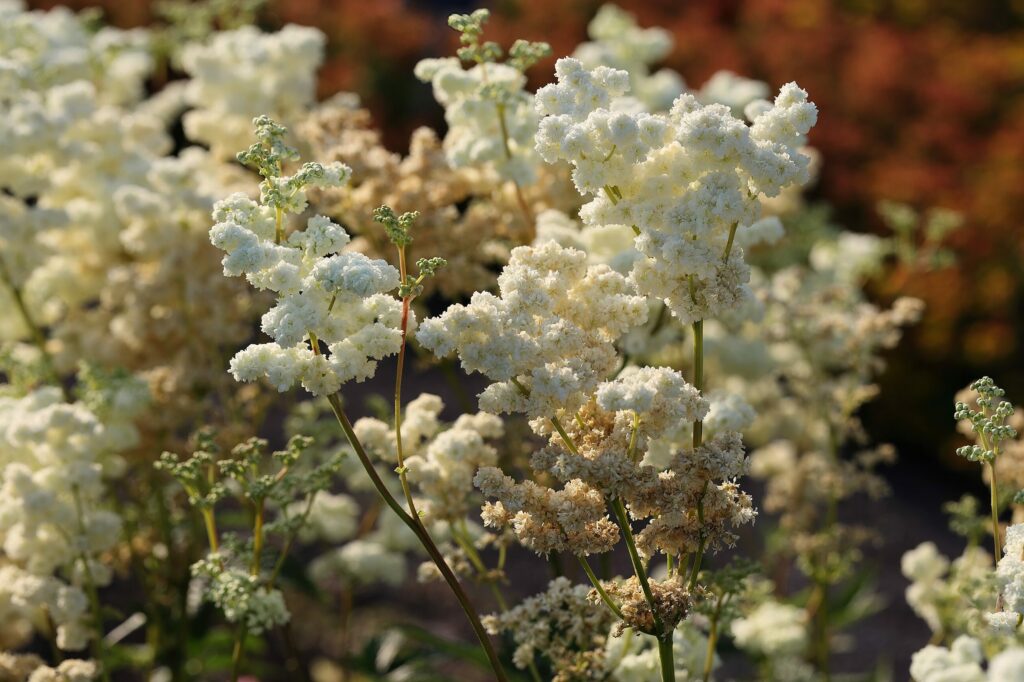 Лабазник вязолистный — общий вид (Filipendula ulmaria)