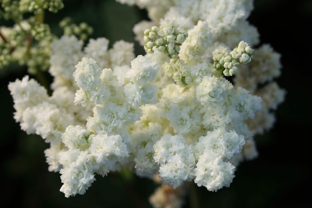 Лабазник вязолистный — общий вид (Filipendula ulmaria)