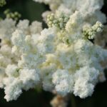 Лабазник вязолистный — общий вид (Filipendula ulmaria)