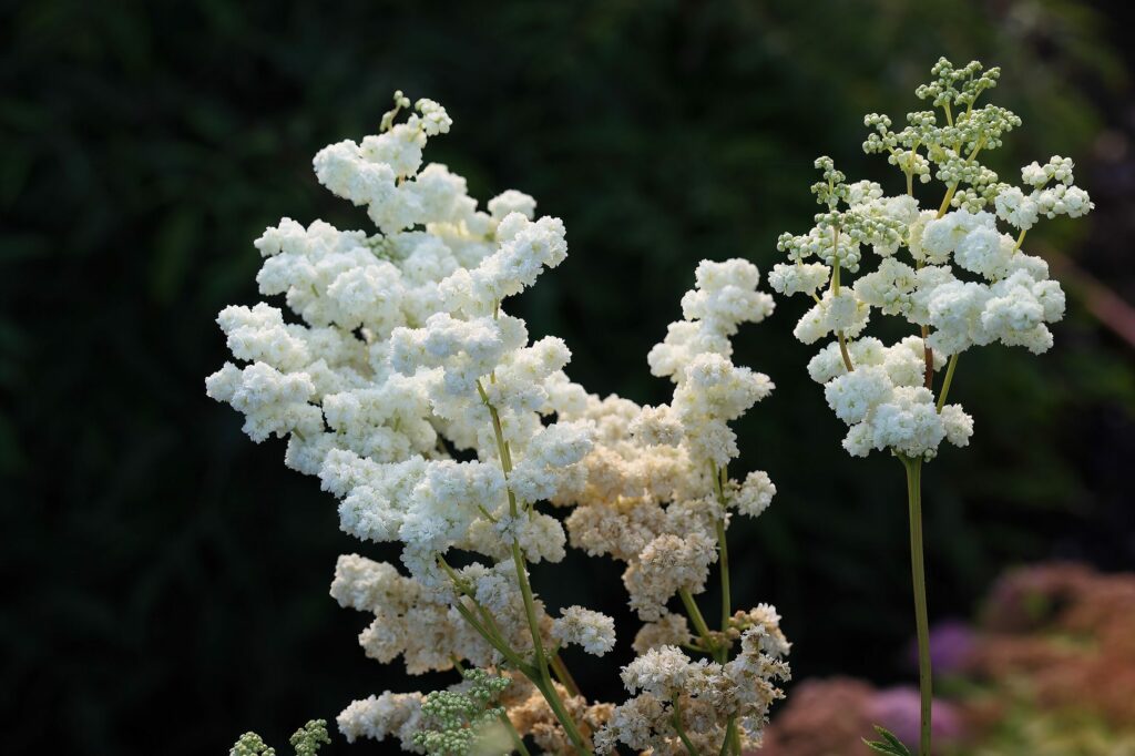 Лабазник вязолистный — общий вид (Filipendula ulmaria)