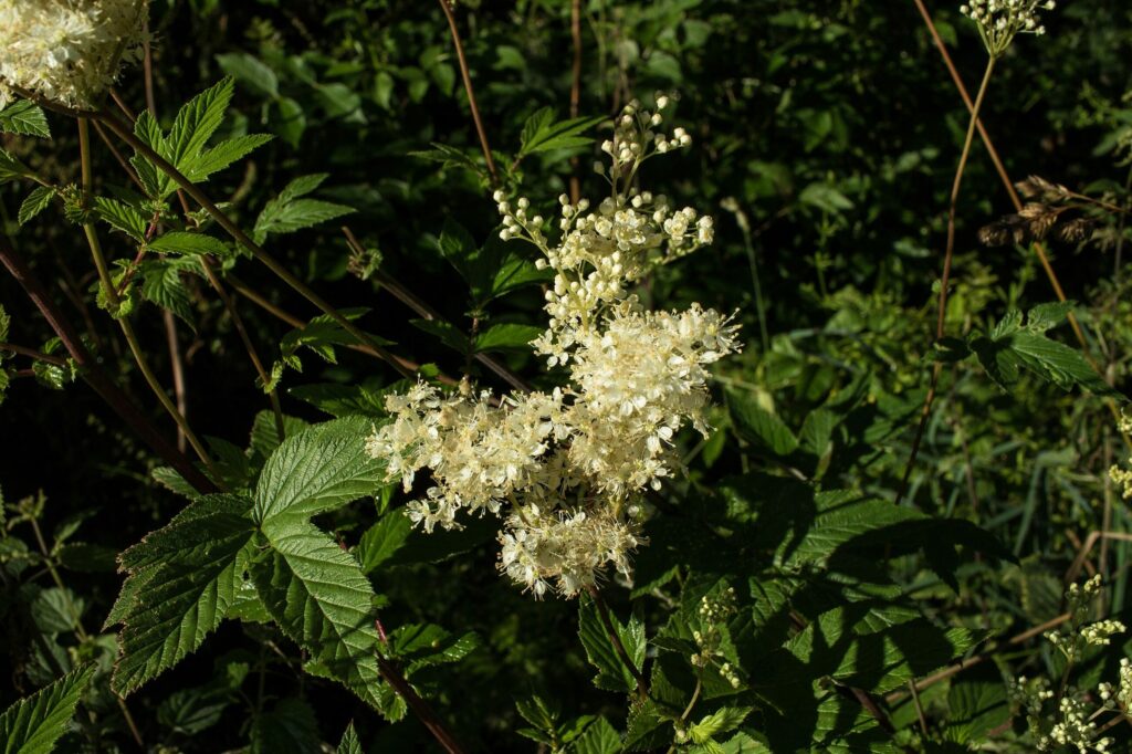 Лабазник вязолистный — общий вид (Filipendula ulmaria)