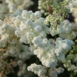 Лабазник вязолистный — общий вид (Filipendula ulmaria)