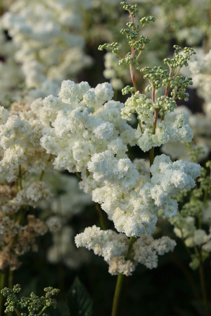 Лабазник вязолистный — общий вид (Filipendula ulmaria)