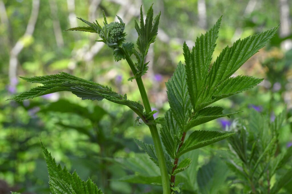 Лабазник вязолистный — общий вид (Filipendula ulmaria)