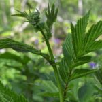 Лабазник вязолистный — общий вид (Filipendula ulmaria)