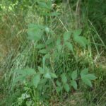 Лабазник вязолистный — общий вид (Filipendula ulmaria)