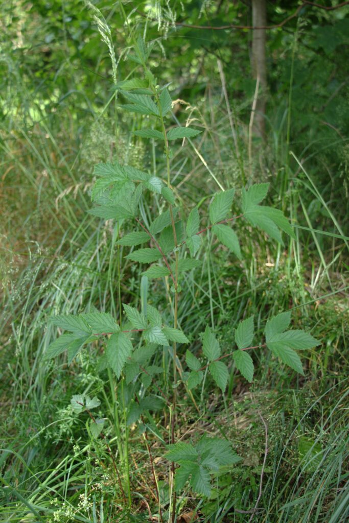 Лабазник вязолистный — общий вид (Filipendula ulmaria)
