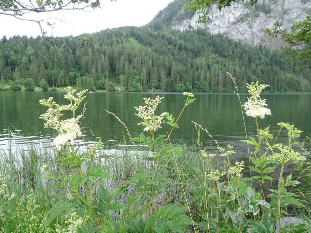 Лабазник вязолистный — общий вид (Filipendula ulmaria)