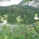 Лабазник вязолистный — общий вид (Filipendula ulmaria)