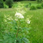 Лабазник вязолистный — общий вид (Filipendula ulmaria)