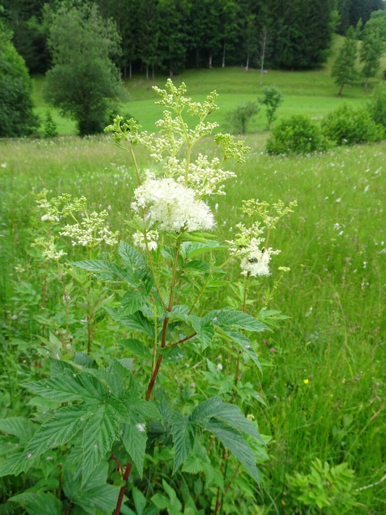 Лабазник вязолистный — общий вид (Filipendula ulmaria)
