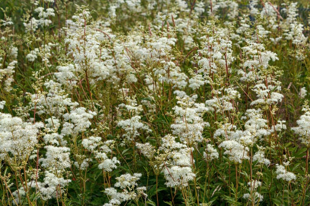 Лабазник вязолистный — общий вид (Filipendula ulmaria)