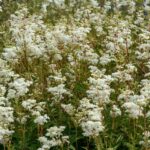 Лабазник вязолистный — общий вид (Filipendula ulmaria)
