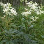 Лабазник вязолистный (Filipendula ulmaria)