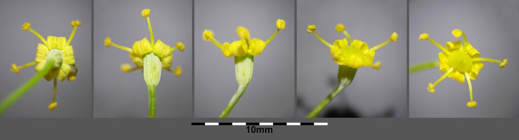 Фенхель обыкновенный — цветки (Foeniculum vulgare)